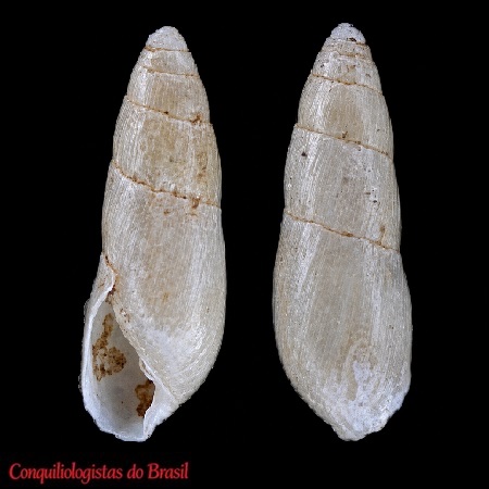 Blauneria heteroclita (Montagu, 1808)