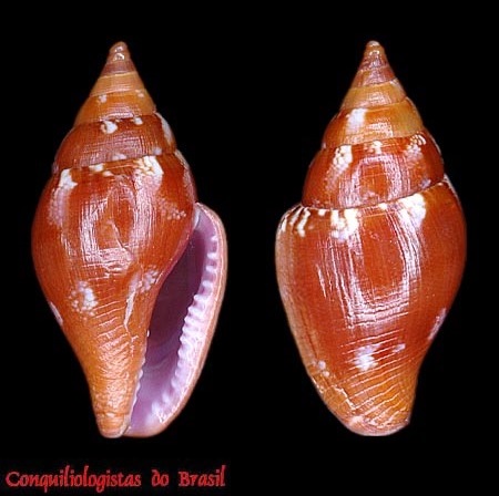 Columbella costa Simone, 2007