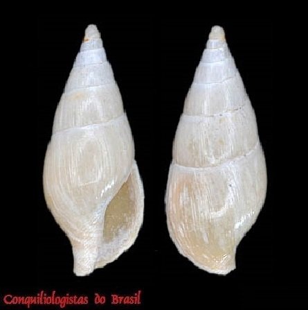 Mitrella nitidulina (Locard, 1897)