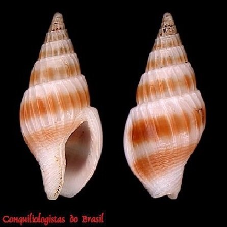Cosmioconcha helenae (F. H. A. Costa, 1983)
