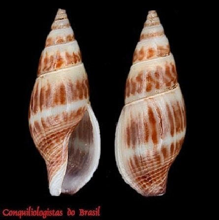 Cosmioconcha nitens (C. B. Adams, 1850)