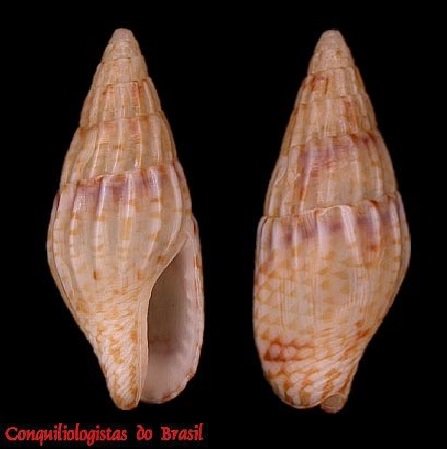 Costoanachis sertulariarum (A. d'Orbigny, 1839)