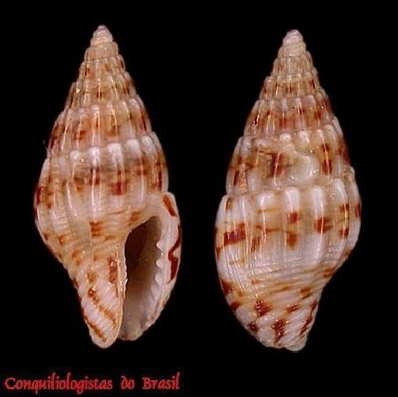 Costoanachis sparsa (Reeve, 1859)