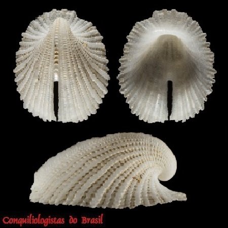 Puncturella nymphalis (Simone & C. Cunha, 2014)