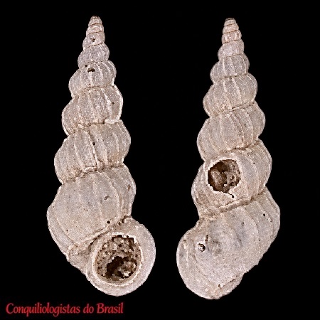 Cylindriscala acus (R. B. Watson, 1883)