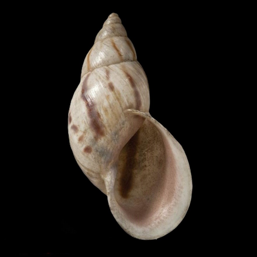 Drymaeus linostoma (d'Orbigny, 1835)
