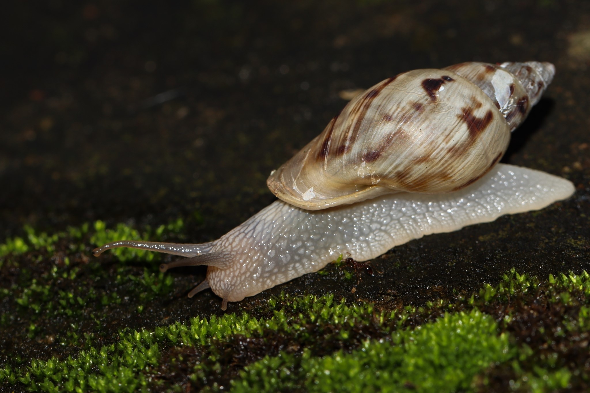Drymaeus papyraceus (Mawe, 1823) iNaturalist Drymaeus papyraceus (Mawe, 1823) iNaturalist