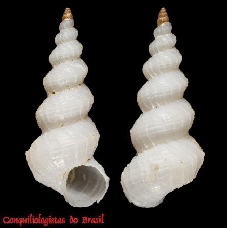 Eccliseogyra brasiliensis E. F. García, 2011