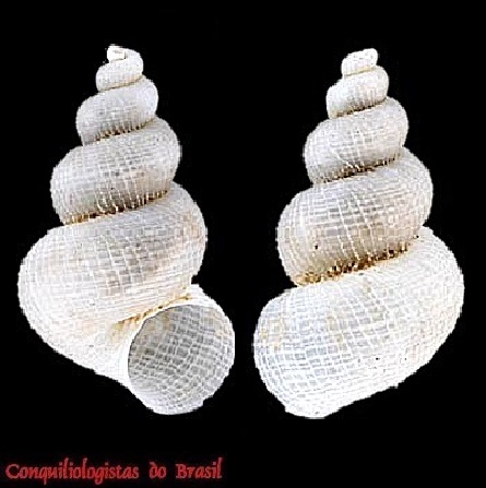 Eccliseogyra maracatu