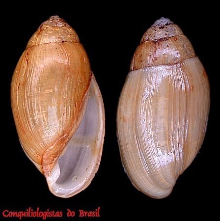 Ellobium dominicense (A. Férussac, 1821)