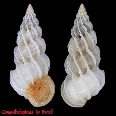 Epitonium albidum (d'Orbigny, 1842)