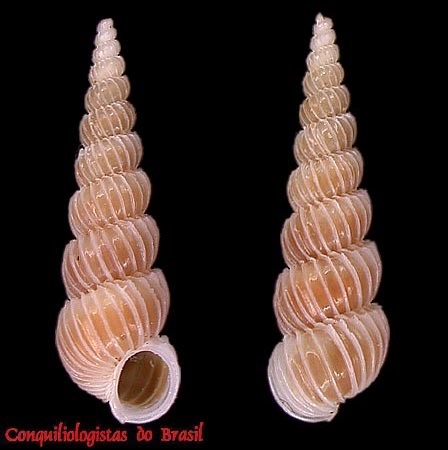 Epitonium dallianum (A. E. Verrill & S. Smith, 1880)