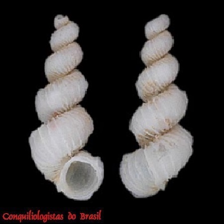 Epitonium semidisjunctum (Jeffreys, 1884)