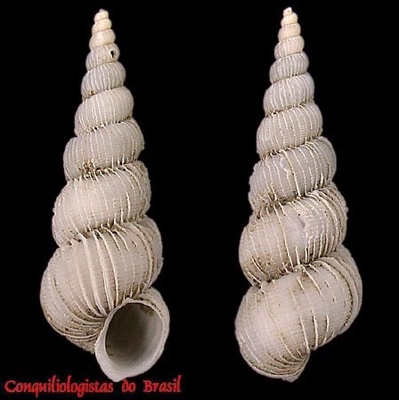 Epitonium striatellum (Nyst, 1873)