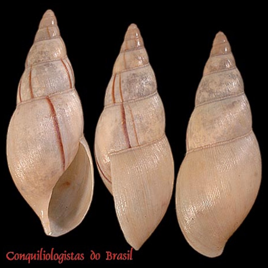 Euglandina striata (O. F. Müller, 1774)