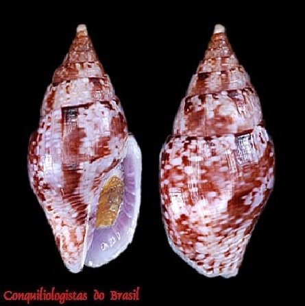 Eurypyrene ledaluciae (Rios & Tostes, 1981)