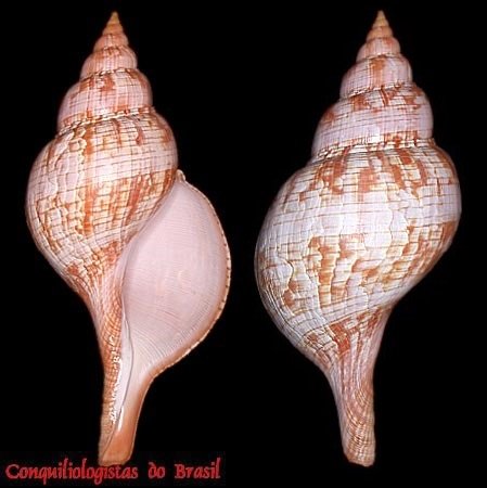 Fasciolaria guyanensis Lyons & M. A. Snyder, 2016