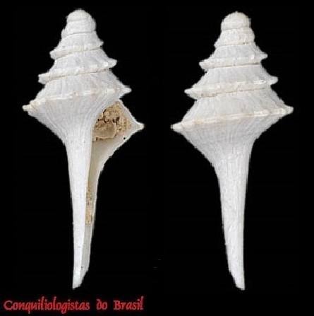 Fulgurofusus sarissophorus (R. B. Watson, 1882)
