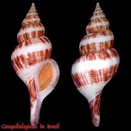 Fusinus agatha (Simone & Abbate, 2005)
