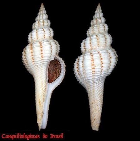 Lyonsifusus carvalhoriosi (Macsotay & Campos, 2001)