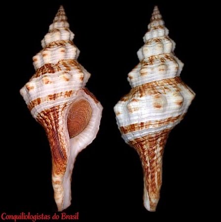 Fusinus sp.