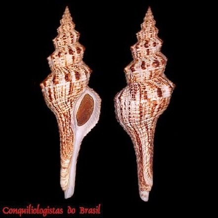 Goniofusus brasiliensis (Grabau, 1904)