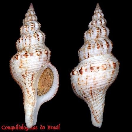 Goniofusus damasoi (Petuch & Berschauer, 2016)