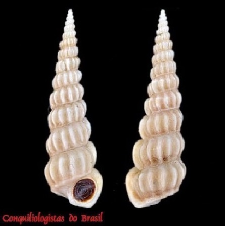 Gregorioiscala pachya (Locard, 1897)