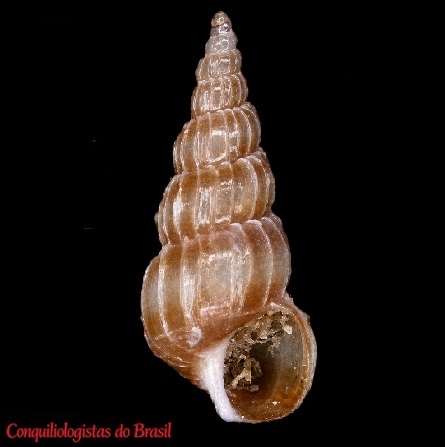 Gyroscala xenicima (Melvill & Standen, 1903)