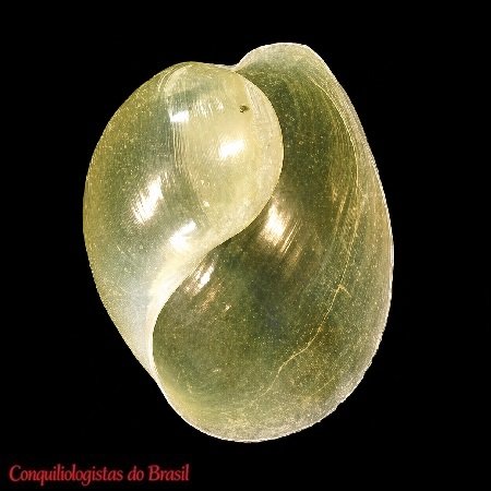 Haminoea antillarum (A. d'Orbigny, 1841)