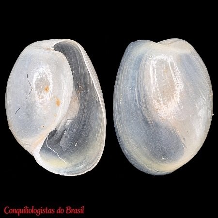 Haminoea petitii (d'Orbigny, 1841)