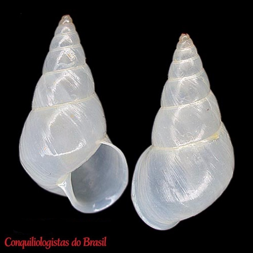 Leiostracus perlucidus (Spix, 1827)