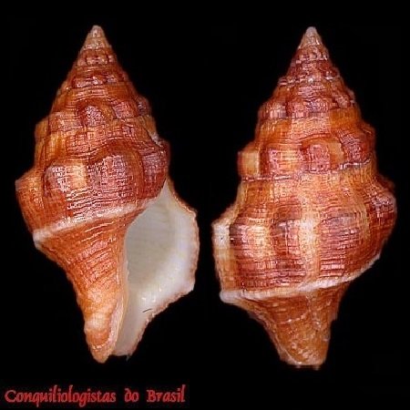 Leucozonia nassa (Gmelin, 1791)