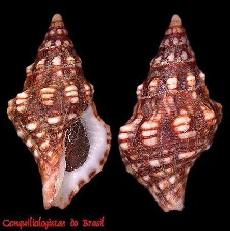 Leucozonia ocellata (Gmelin, 1791)