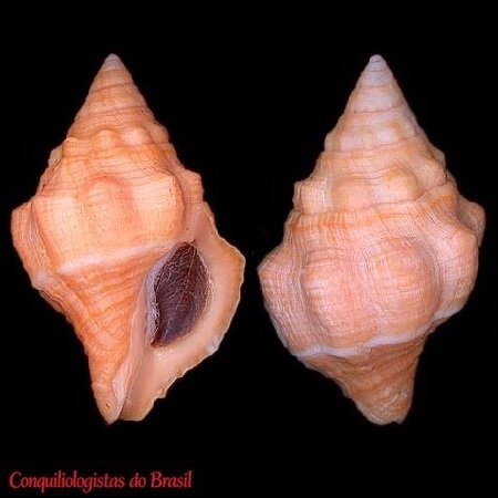 Leucozonia ponderosa Vermeij & M. A. Snyder, 1998