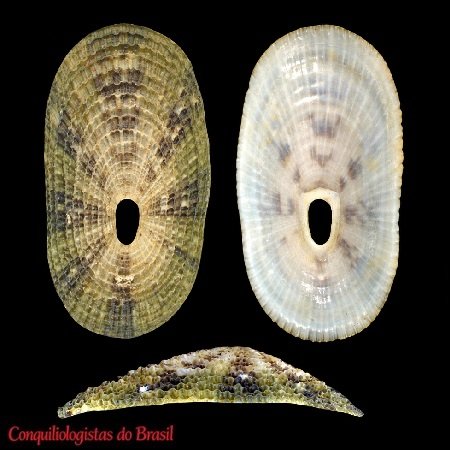 Lucapina aegis (Reeve, 1850)