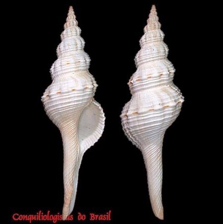 Lyonsifusus ansatus (Gmelin, 1791)