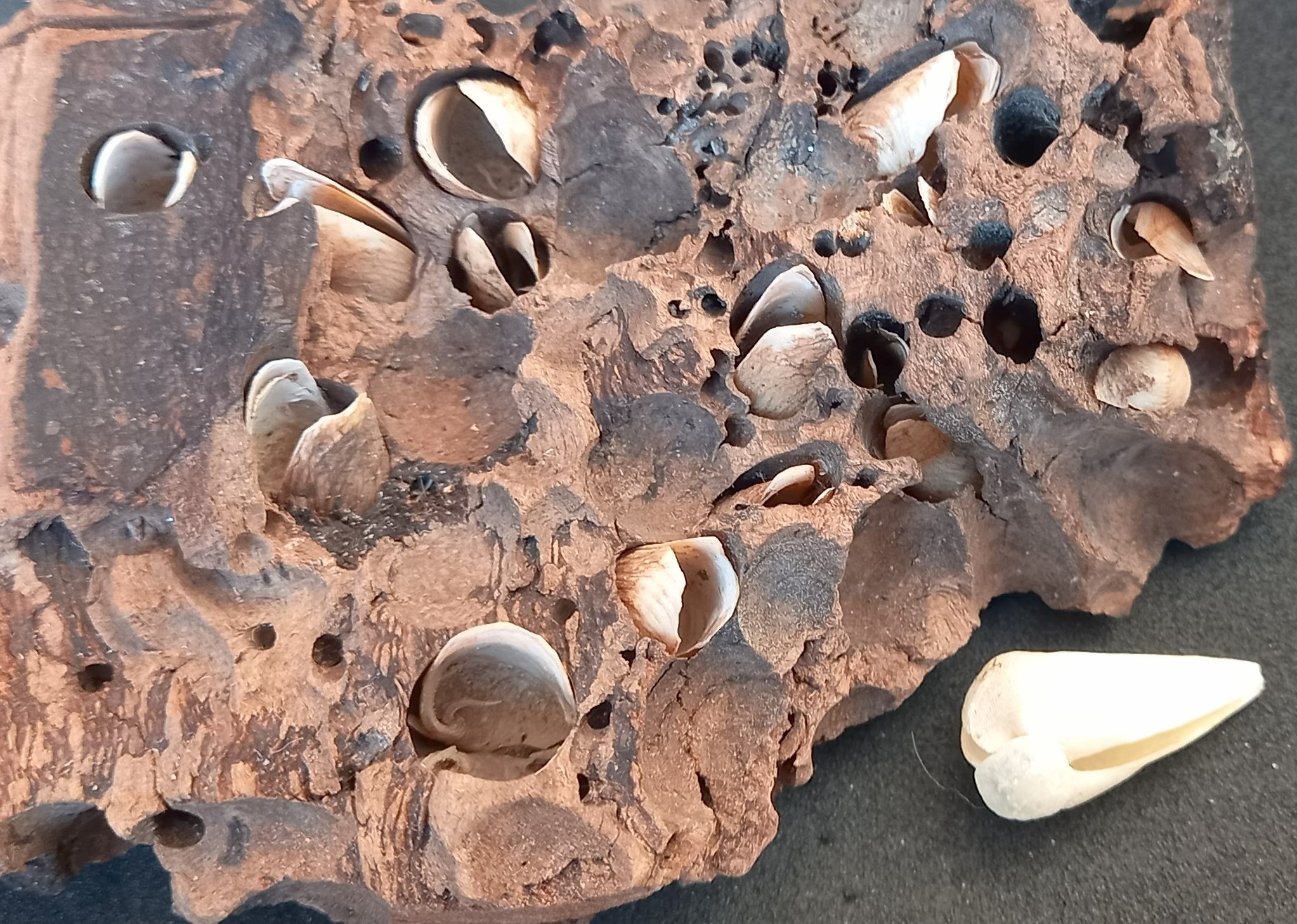 Martesia striata (Linnaeus, 1758)