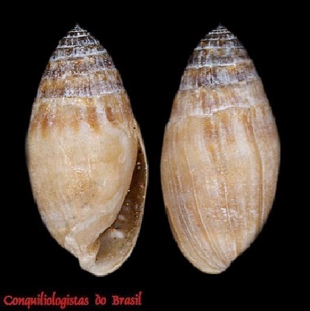 Melampus bullaoides (Montagu, 1808)