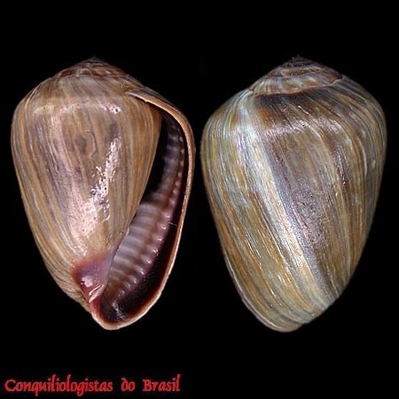 Melampus coffea (Linnaeus, 1758)