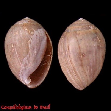 Melampus paranus (J. P. E. Morrison, 1951)