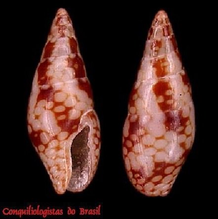Mitrella dichroa (G. B. Sowerby I, 1844)