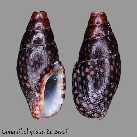 Mitrella ocellata (Gmelin, 1791)