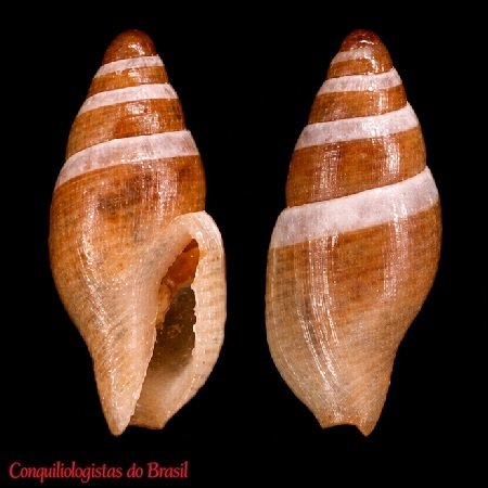 Mokumea albovittata (Lopes, Coelho & Cardoso, 1965)