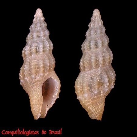 Nassarina thetys P. M. S. Costa & Absalão, 1998