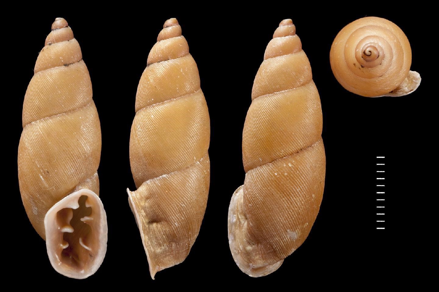 Odontostomus odontostoma (G. B. Sowerby I, 1824) Odontostomus odontostoma (G. B. Sowerby I, 1824)