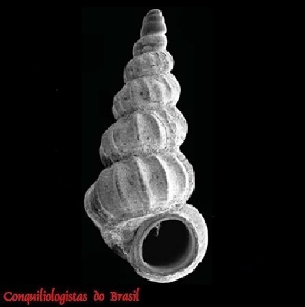 Opalia abbotti Clench & R. D. Turner, 1952