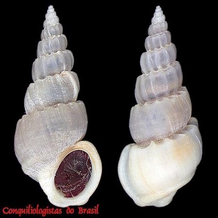 Opalia crenata (Linnaeus, 1758)
