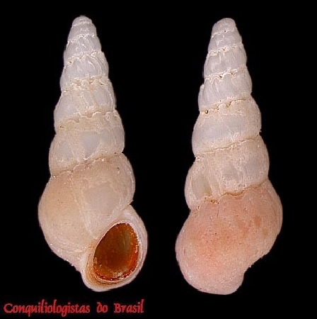 Opalia hotessieriana (d'Orbigny, 1842)