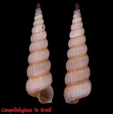 Opaliopsis opalina (Dall, 1927)